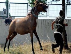 Sahipsiz atlar Bursa'yı karıştırdı