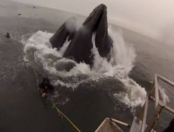 Deniz korkuttu: Birinde Köpekbalığı diğerinde balina