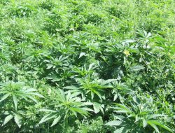 Diyarbakır'da uyuşturucu baskınları devam ediyor