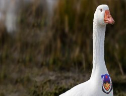 Çin'de polis köpeklerinin yerini kazlar alıyor