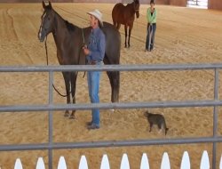 Ata saldıran çılgın kedi