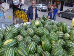 Muş karpuzu piyasada