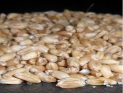 Japonya'nın ABD'den beyaz buğday ithalatı