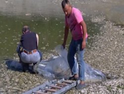 Binlerce balık öldü