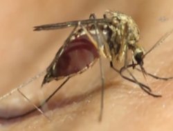 Sivrisineğin damardan kan emmesi ilk kez görüntülendi