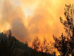 ABD'de orman yangını sürüyor