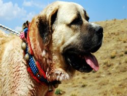 Araba fiyatına satılıyor