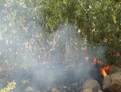 Ergani'de orman yangını