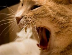 Çınar'da kuduz kedi paniği