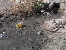 Navikliler insan gibi yaşamak istiyorlar