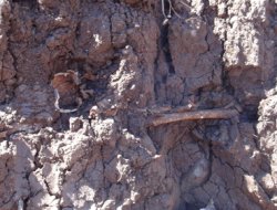 Siverek'te inşaat kazısından insan kemikleri çıktı