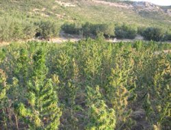 Lice'de uyuşturucu operasyonu