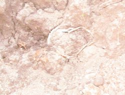 Siverek'te bulunan kemiklerin incelenmesi sürüyor