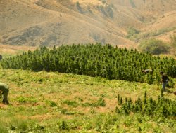 Diyarbakır'da uyuşturucu baskınları başladı