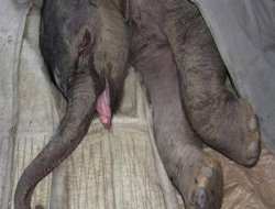 Üzüntüsünden 5 saat ağladı