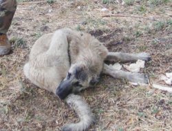 Onlarca köpeğin öldüğü köyde bulaşıcı hastalık riski