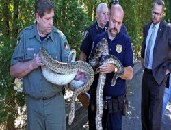 Evden yüzlerce yılan çıktı