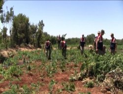 Lice'de uyuşturucu baskınları yeniden başladı