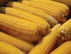 Mısır fiyatları 43 kuruşa kadar geriledi