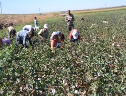 Viranşehir'de pamuk hasadı başladı