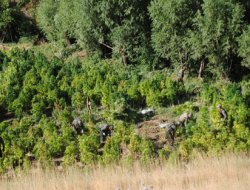 Diyarbakır'da uyuşturucu baskınları devam ediyor