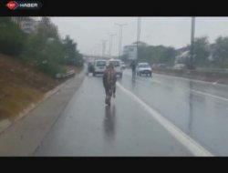 Bayram öncesi ilk firari boğa