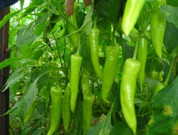 Zam şampiyonu "Çarliston Biber" oldu