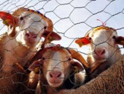 Türkiye'de 5 milyon kurbanlık hazır