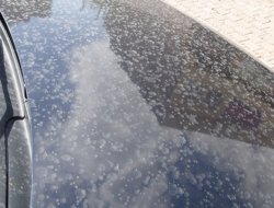 Çınar toz bulutundan olumsuz etkilendi