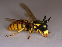 Eşek arılarının sokmasında 42 ölü