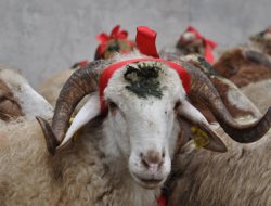 Solhan Çağrı-Der'den kurban kampanyası