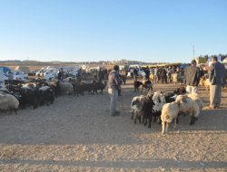 Batman'da kurbanlıklar görücüye çıktı