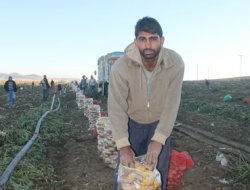 Soğuklar sebze üreticisini vurdu
