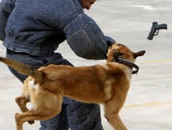 ABD polisi ırkçı köpek yetiştiriyor!