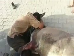 Patlamada ölen eşeğine sarılarak hüngür hüngür ağladı