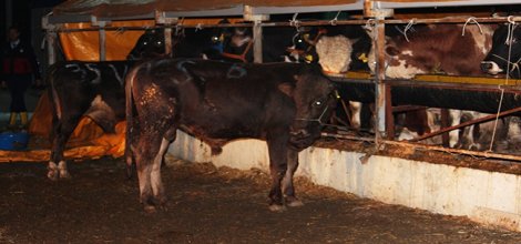 Kurbanlık hayvanlar elektrik akımına kapıldı