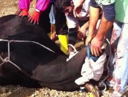 Uygun olmayan yerde kurban kesene bin TL ceza