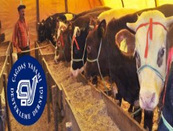 Utanmazlar Birde Kurban`a Talipler