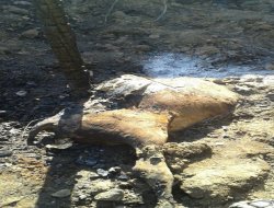 Siverek'te yangın: 16 büyükbaş hayvan telef oldu