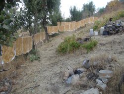 Diyarbakır'da bağ bozumu