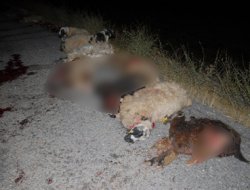 Koyun sürüsüne TIR çarptı