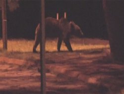 Şehre inen ayı güvenlik kamerasında