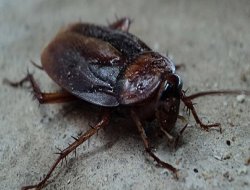 Çin'in yeni ilacı: Hamam böceği
