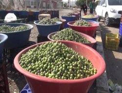 Kışlık zeytin hazırlama mevsimi başladı