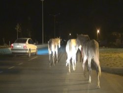 Başıboş atlar tehlikelere sebebiyet veriyor