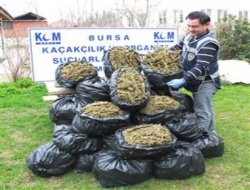 Bursa'da bir ton esrar ele geçirildi