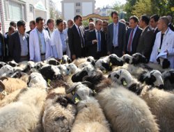 35 yetiştiriciye koç dağıtıldı