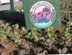 Kar altında kalacak çiçekler seçim yatırımı mı?