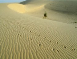 Sahra Çölü'nde 92 kişinin nasıl öldüğünü anlattı