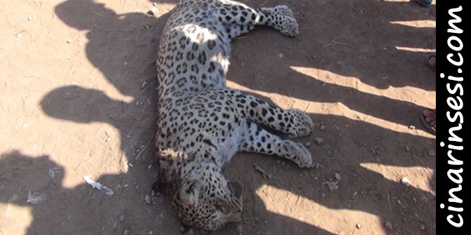 Çınar’da leopar köylülere saldırdı